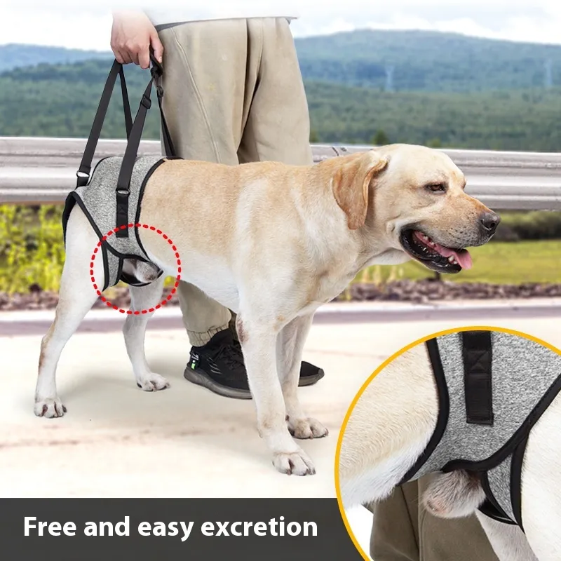 Elderly Dog Outing Back-style Auxiliary 3